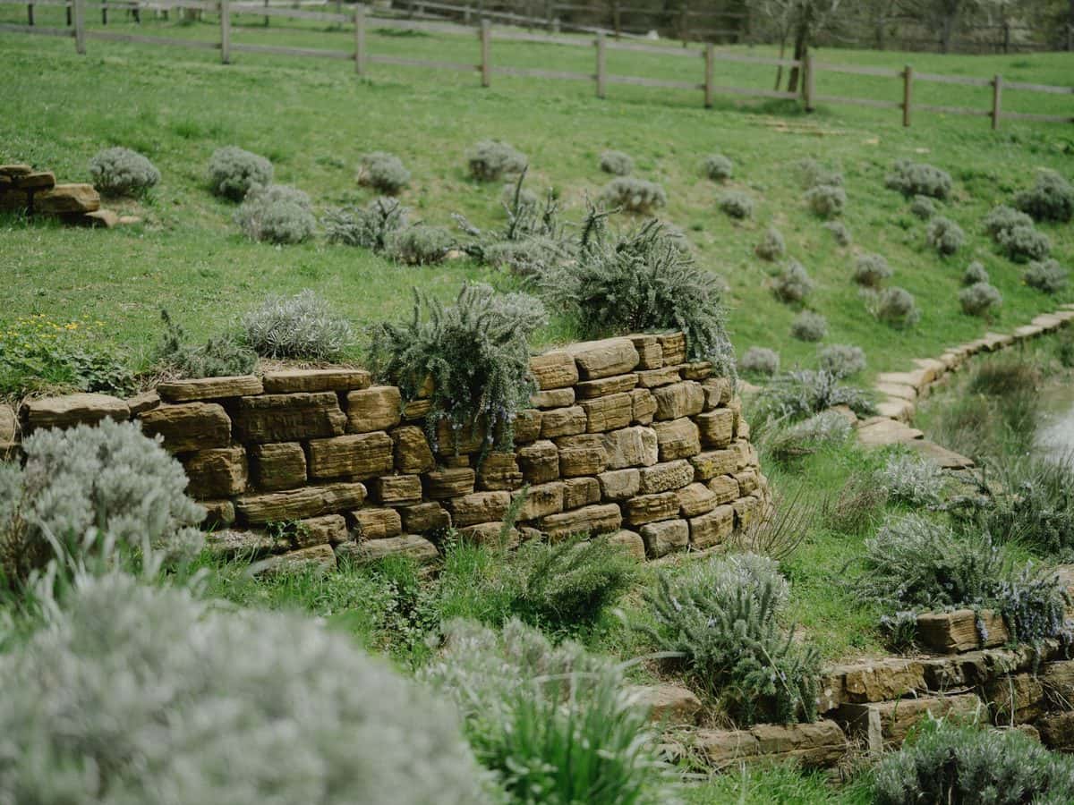 Stone garden wall planted with lavender