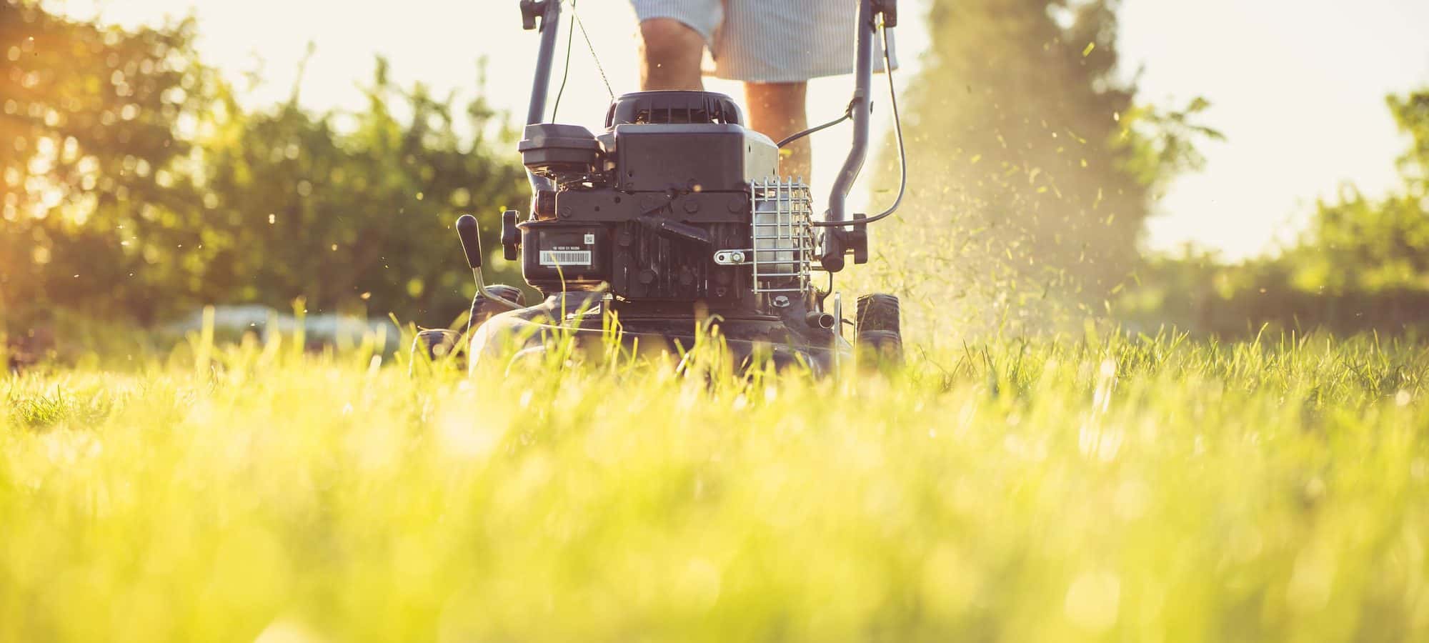 Mowing a lawn in warm afternoon light