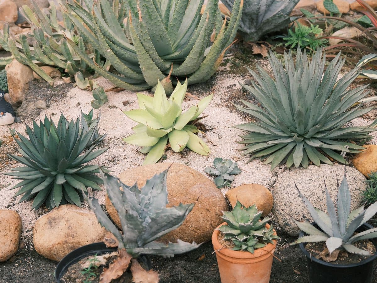 Dense succulent and agave planting set among boulders and gravel