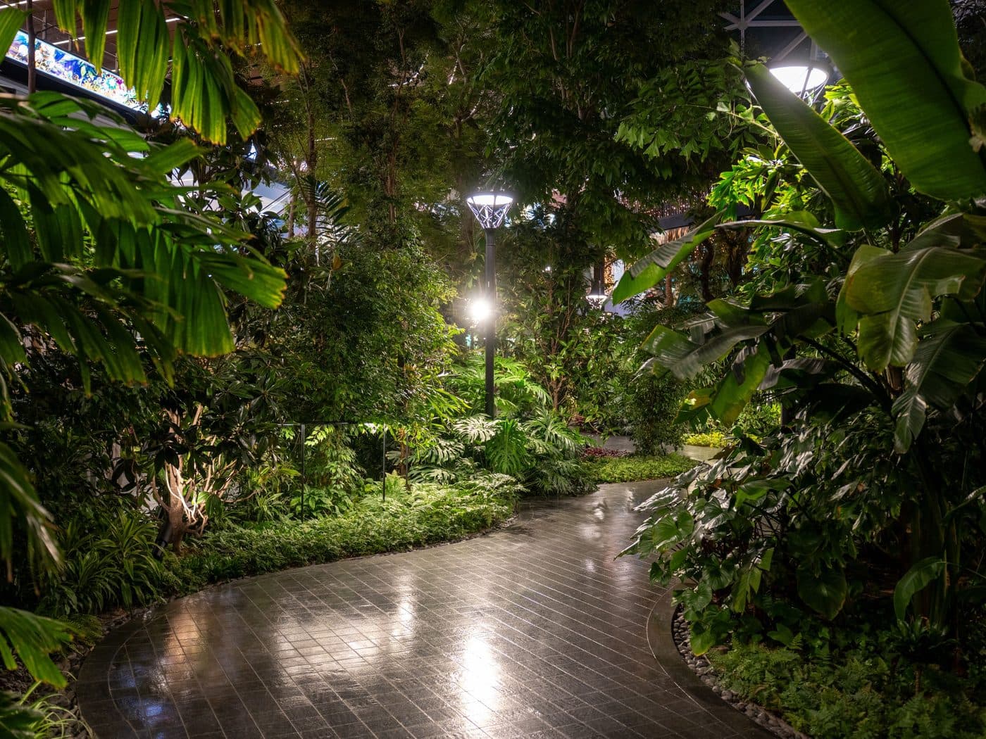 Garden pathway lit through dense planting after dark