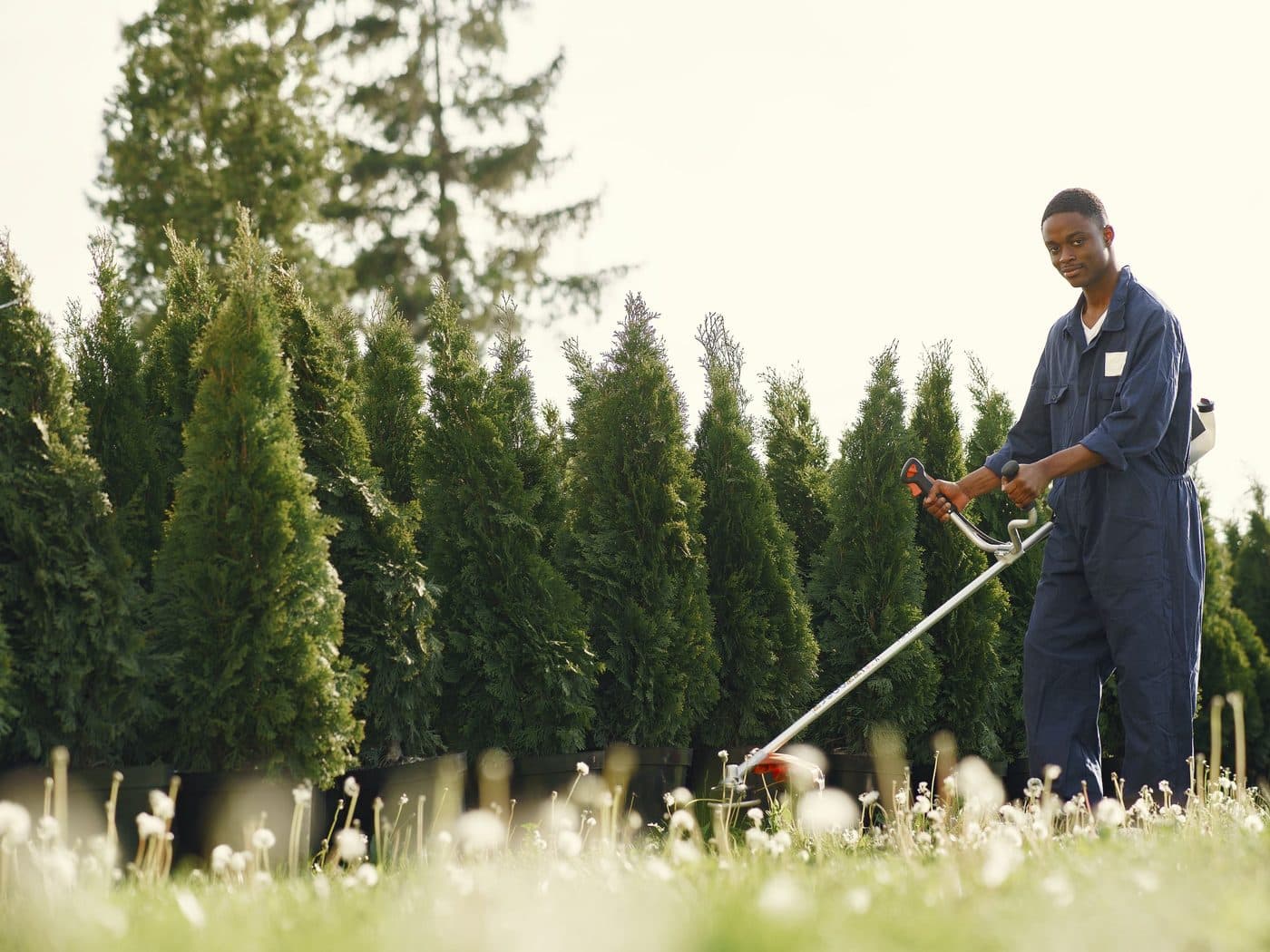 Gardener in overalls trimming a hedge with a powered trimmer