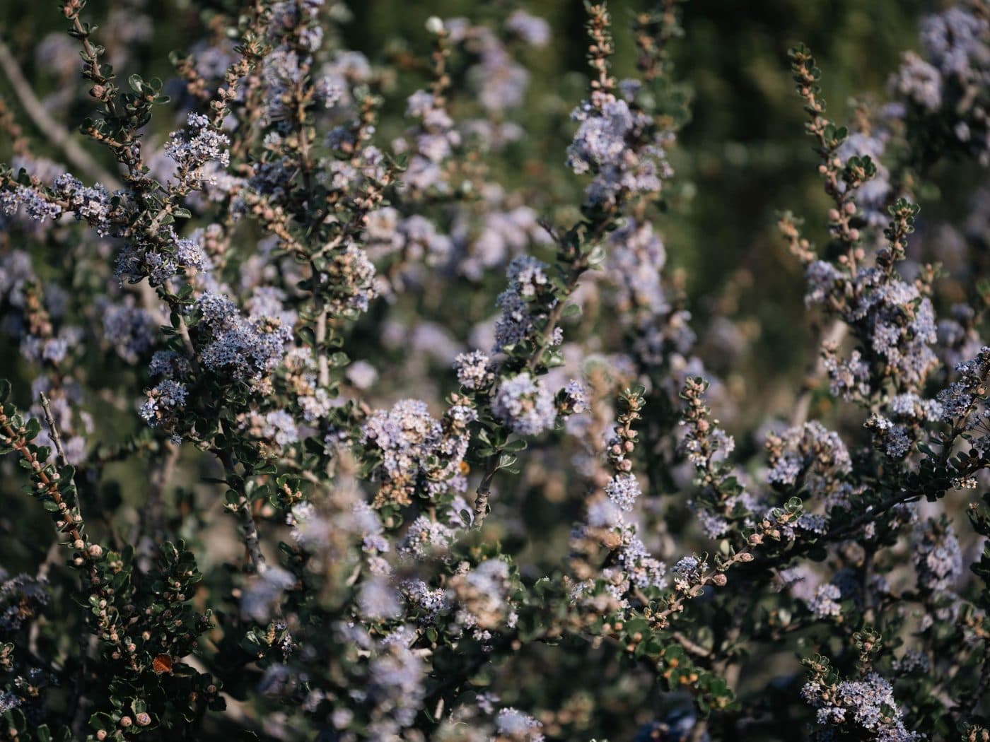 Ceanothus in full purple bloom, a California native shrub