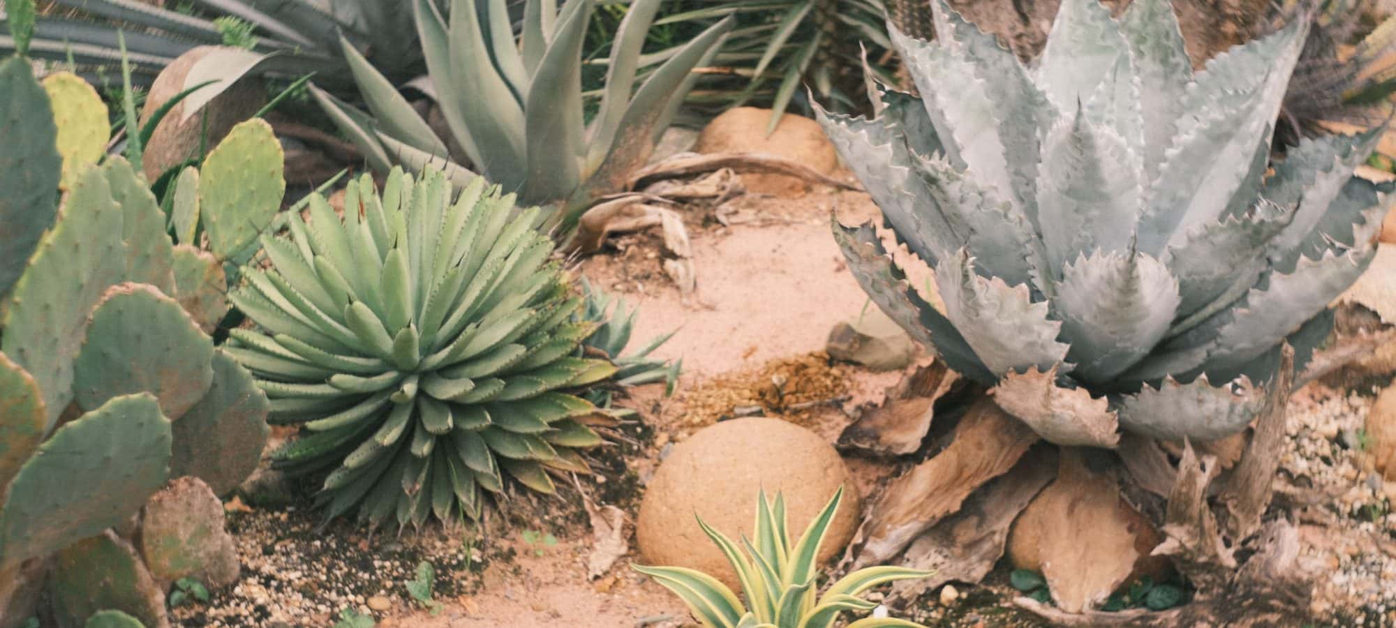 Dense planting of agave, aloe and cactus among boulders in a dry garden