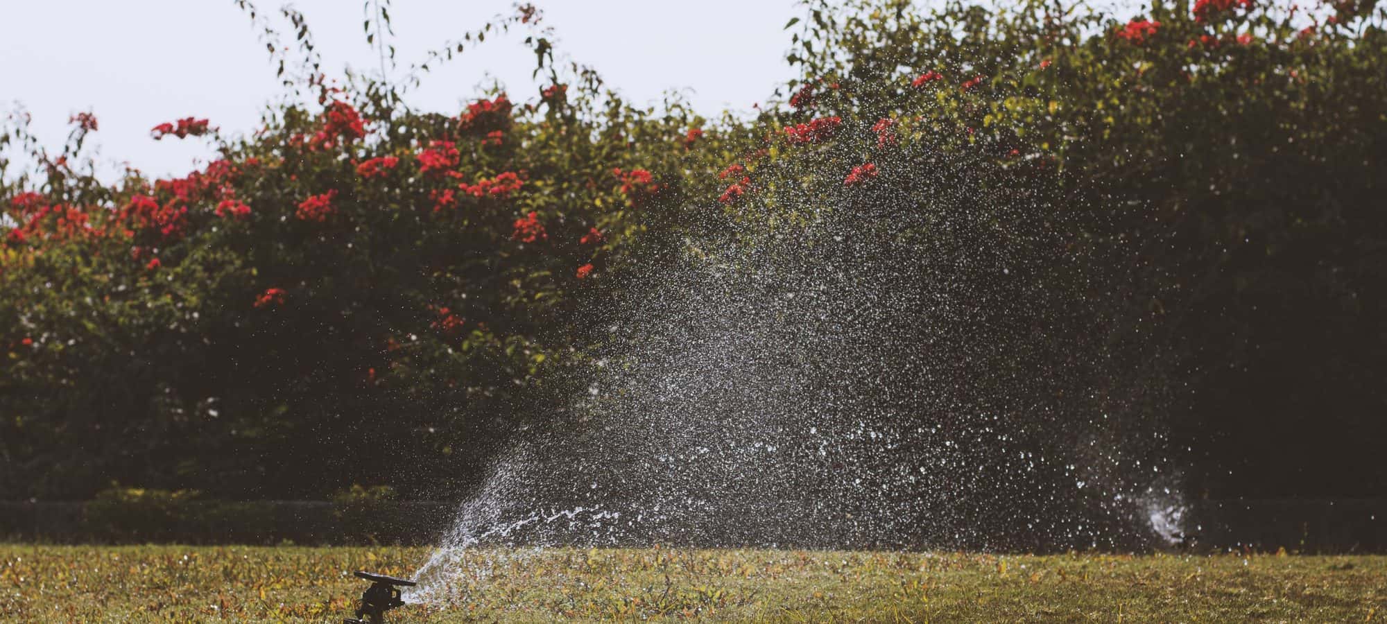 Irrigation running across a flowering garden bed on a summer afternoon